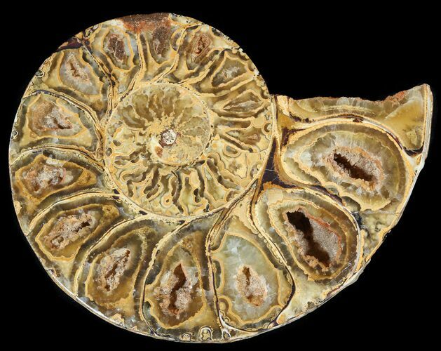 Sliced, Agatized Ammonite Fossil (Half) - Jurassic #54041